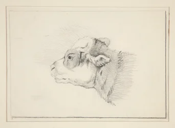 Sketch of a Sheep