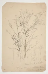 Sketch of Two Trees