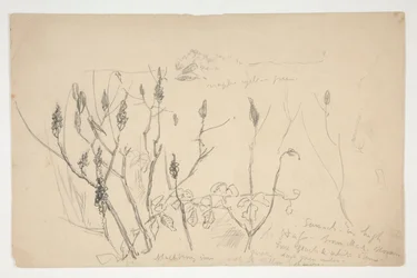 Sketch of Weeds