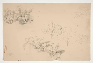 Studies of Flowers