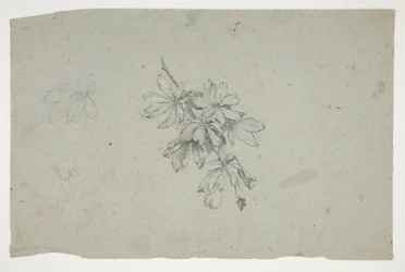 Study of a Branch with Leaves