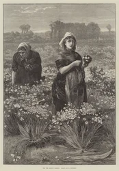 For the London Market (engraving)