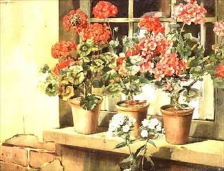 Geraniums