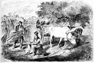 Oxen Hauling Corn