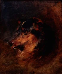 A Head Study of a Collie Dog