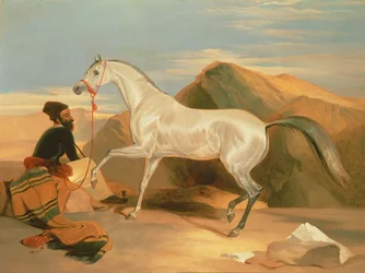 Arab Stallion