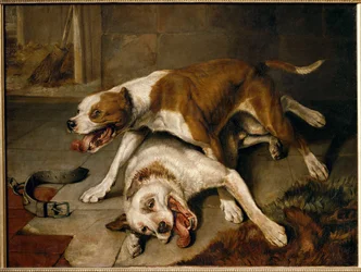 Fighting Dogs Pausing for Breath