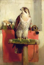 Falcon