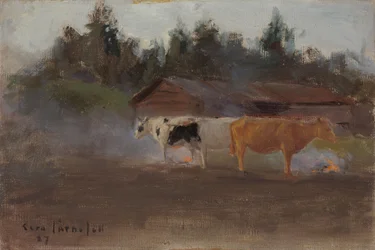 Cows in Turf Smoke, study