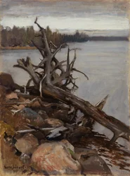 Dead Pine in the Water