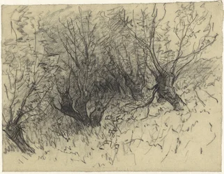 A Few Pollard Willows
