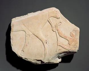Fragment of a Relief Depicting the Birth of a Calf, from Asasif, Thebes