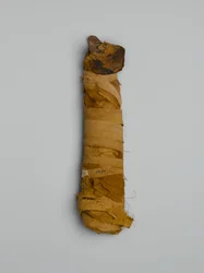 Mummy of a cat, purchased in Cairo