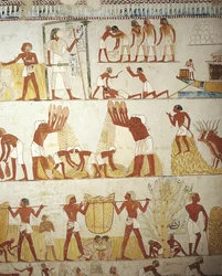 Tomb of Royal Estate Supervisor Menna, Vestibule, Mural Paintings, Working in Fields