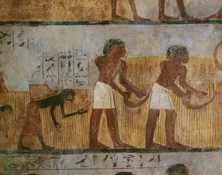 Farmhands Harvesting