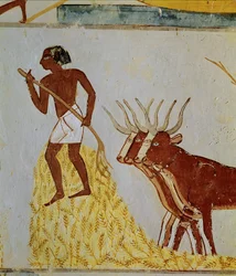 Oxen threshing corn