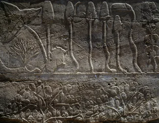 Plants Brought Back from Thutmose III