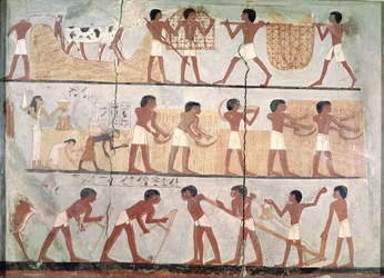 Scenes of Sowing and Harvesting, from the Tomb of Unsou, East Thebes, New Kingdom (c.1555-1080 BC)