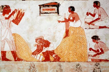 Tomb of Menna: Agricultural scene: grain harvesting supervised by a scribe who records the harvest (fresco)