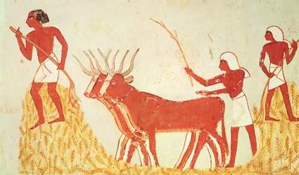 Using Cows to Trample Wheat, from the Tomb of Menna