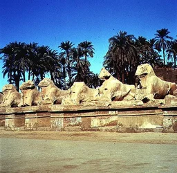 Avenue of ram-headed sphinxes lining the Processional Way to the Great Temple of Amun