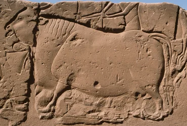 Detail of a relief depicting a cow (detail)