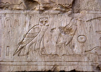 Egyptian antiquity: relief representing an owl and an eagle. Tomb of Ankh-Hor