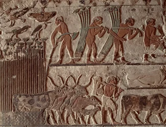 Harvesting papyrus and a group of cows, Old Kingdom