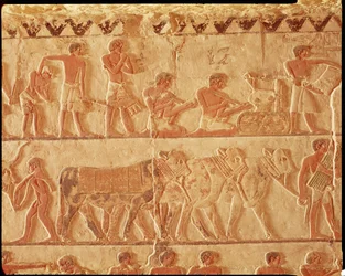 Painted relief depicting the posting of taxes and a group of cattle, Old Kingdom