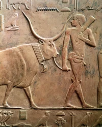 Relief depicting a peasant leading a cow to sacrifice, from the Mastaba of Ptah-Hotep and Akhti-Hotep, Old Kingdom