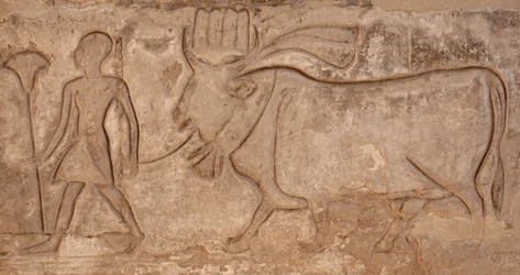 Man Pulling a Cow, Horus Temple, Edfu