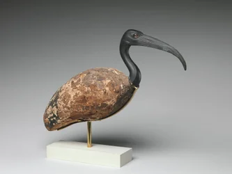 Ibis