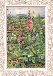 Naues Fairies among Foxgloves, illustration from 