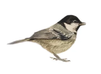 Coal Tit, 2019