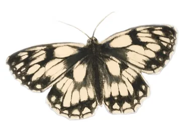 Marbled White Butterfly, 2019