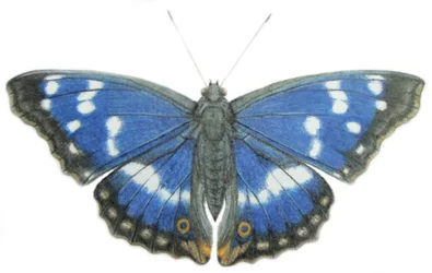 Purple Emperor, 2012