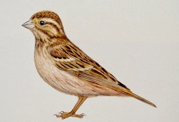 Reed Bunting, 2023