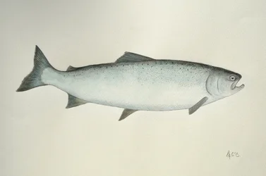 Salmon, 2013