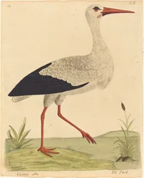 The Stork