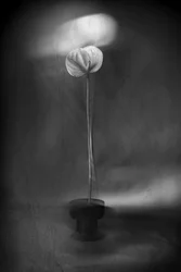 Graceful Light Bloom