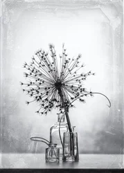 Monochrome Botanical Study