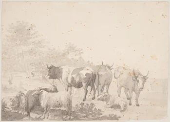 Cattle Herd