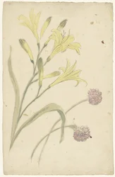Flower Studies of a Yellow Lily and a Blooming Onion