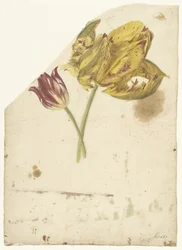 Study of Two Tulips