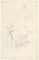 Studies of Poppy and Jasmine