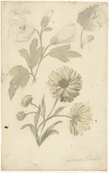 Studies of Sunflowers and Dialtia