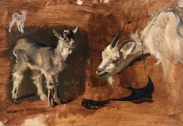 Goats