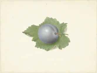 Plum on a Leaf