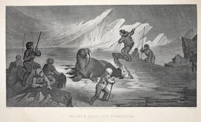 Walrus Hunt off Pikantlik, Illustration from 
