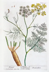 Fennel, 1782